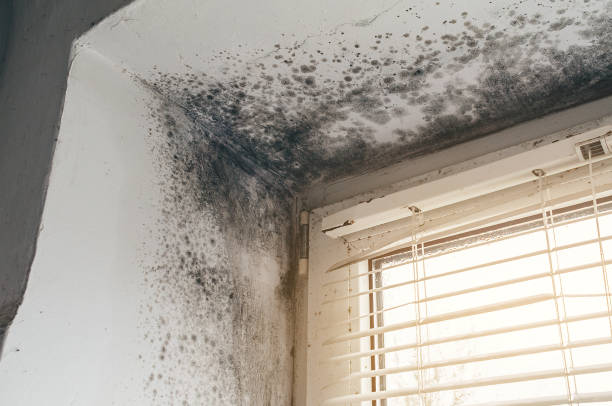 Affordable Basement Mold Removal solutions in Interlochen, MI